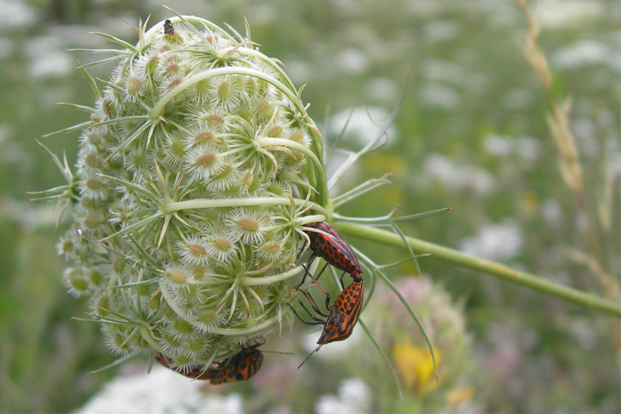 Graphosoma euro-mediterranei